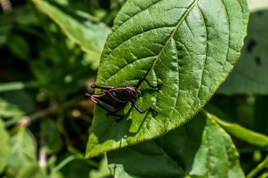 Keep Pests Out of Your Garden