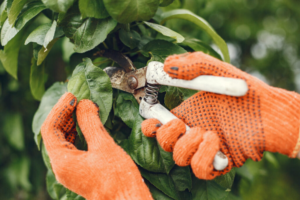 Keep Pests Out of Your Garden